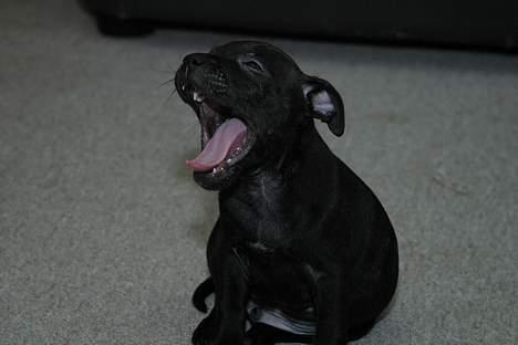 Staffordshire bull terrier Loco billede 12