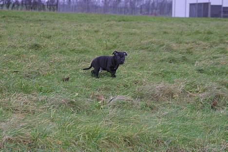 Staffordshire bull terrier Loco billede 13