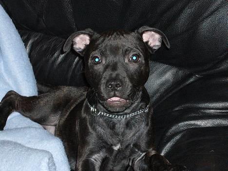 Staffordshire bull terrier Loco billede 14