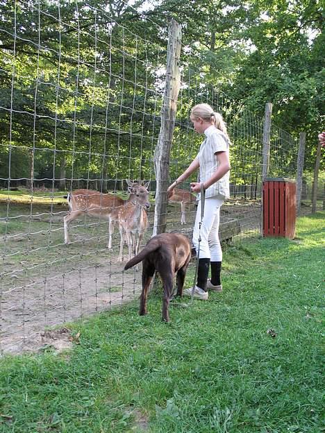 Labrador retriever Maggi - Gået bort - Maggi´s første møde med en "Bambi" (; billede 17