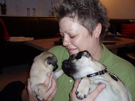 Mops Pugsy - Gachi bliver budt velkommen d. 1 Jan. billede 14