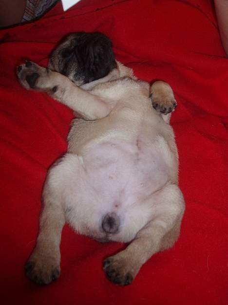 Mops Pugsy - Nøj jeg er træt( Gachi) billede 15