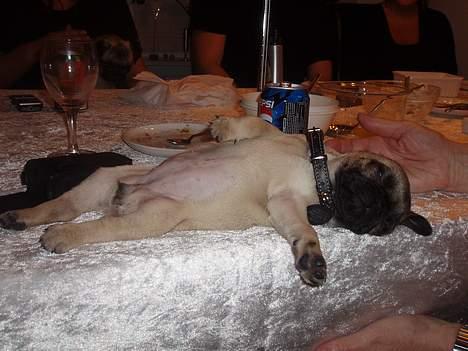 Mops Pugsy - Det var en god fest (Gachi) billede 16