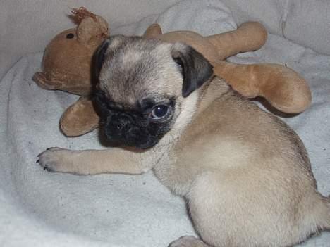 Mops Pugsy - Gachi  billede 17