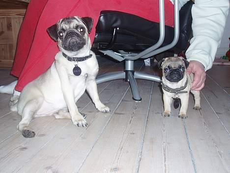 Mops Pugsy - Storesøster Pugsy og lillesøster Gachi billede 18