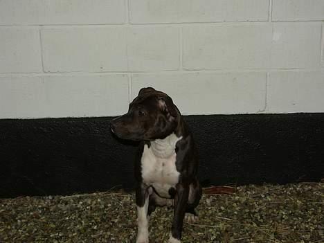 Amerikansk staffordshire terrier Loui   R.I.P - Er der nogen der snakker til mig?? billede 7