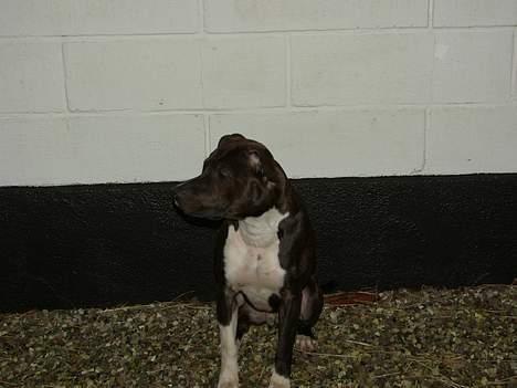 Amerikansk staffordshire terrier Loui   R.I.P billede 8