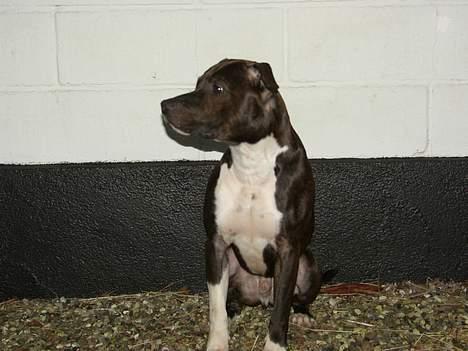 Amerikansk staffordshire terrier Loui   R.I.P billede 9
