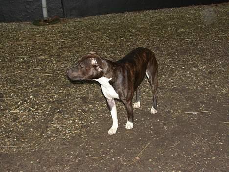Amerikansk staffordshire terrier Loui   R.I.P - Prøver lige at liste mig ind på katten billede 10