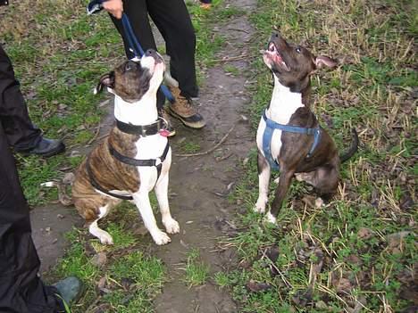 Amerikansk staffordshire terrier Loui   R.I.P - Loui og Molly  billede 11