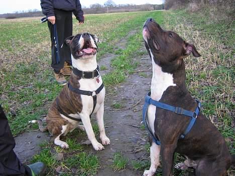 Amerikansk staffordshire terrier Loui   R.I.P - Se hvor fint vi kan sidde billede 12