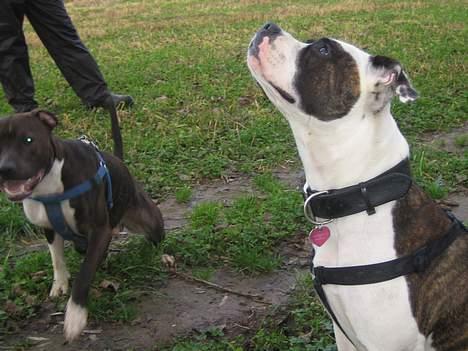 Amerikansk staffordshire terrier Loui   R.I.P - Molly -  Loui´ kæreste billede 13