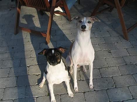 Dansk svensk gaardhund Lapsa *Vi savner Charli´* - Sidder vi ikke pænt...? billede 18