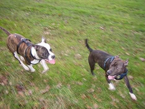 Amerikansk staffordshire terrier Loui   R.I.P - Loui og Molly der leger nede på marken billede 14