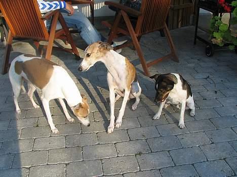 Dansk svensk gaardhund Lapsa *Vi savner Charli´* - Hvor blev godbidden af?.... billede 20