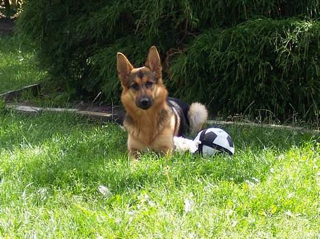 Blanding af racer chika billede 15