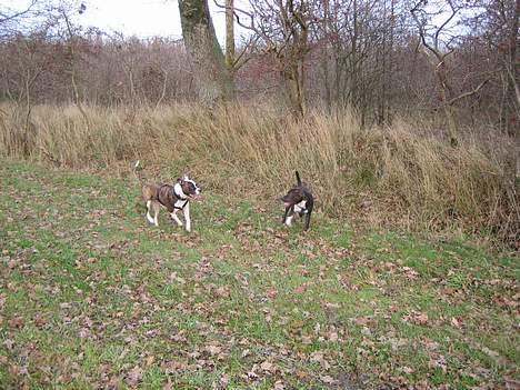 Amerikansk staffordshire terrier Loui   R.I.P - Fang mig molly billede 15