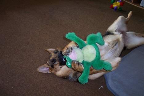 Blanding af racer chika billede 16