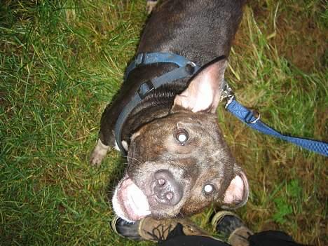 Amerikansk staffordshire terrier Loui   R.I.P - Fotogen:-) billede 17