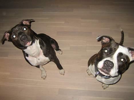 Amerikansk staffordshire terrier Loui   R.I.P - Er vi ikke søde billede 18