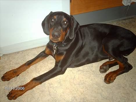 Dobermann Draco(GenningsGraeme) RIP billede 11