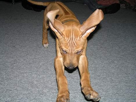 Rhodesian ridgeback ozzy - sådan ser jeg ud når jeg løber imod kameraet, for at få mit legetøj! billede 6