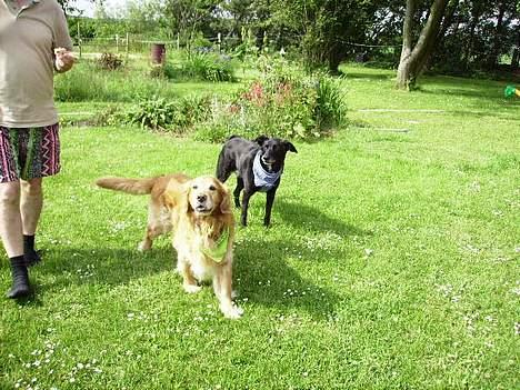 Blanding af racer charlie stille sovet ind - sejt ikke billede 8