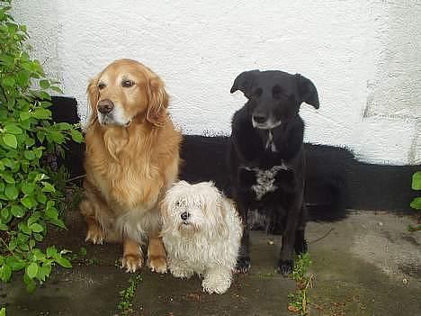 Blanding af racer charlie stille sovet ind - trioen er slut D6-10-2008 billede 9