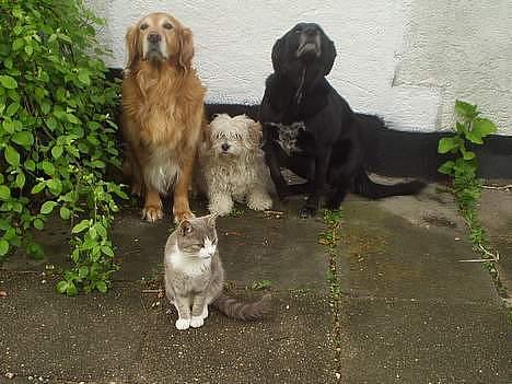 Blanding af racer charlie stille sovet ind - familie portræt billede 10