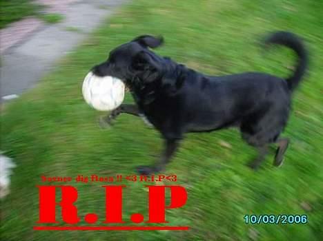 Blanding af racer Rosa sov sødt billede 14