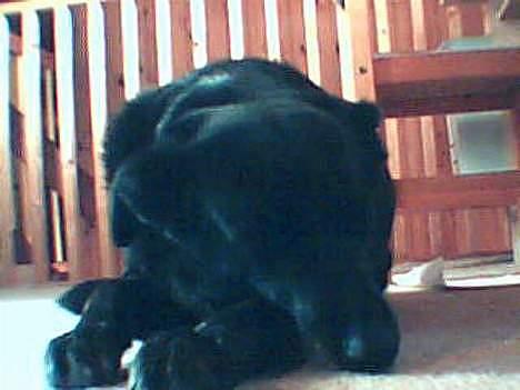 Blanding af racer Rosa sov sødt - sov sødt billede 15