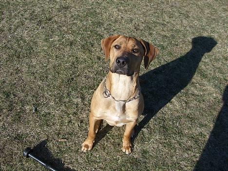 Cane corso Pippi R.I.P. billede 13