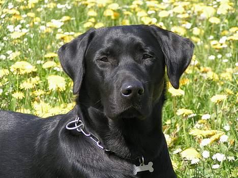 Labrador retriever (formel 1) Junior *DØD* billede 1