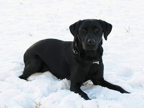 Labrador retriever (formel 1) Junior *DØD* billede 2