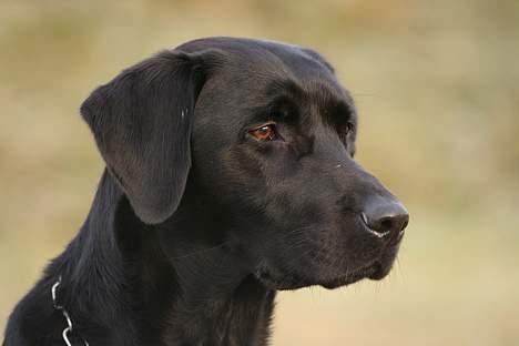 Labrador retriever (formel 1) Junior *DØD* billede 4