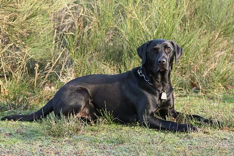 Labrador retriever (formel 1) Junior *DØD* billede 5