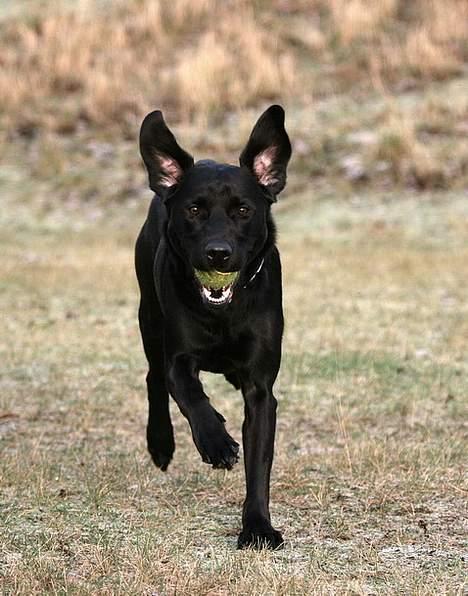 Labrador retriever (formel 1) Junior *DØD* billede 6