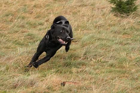 Labrador retriever (formel 1) Junior *DØD* billede 7