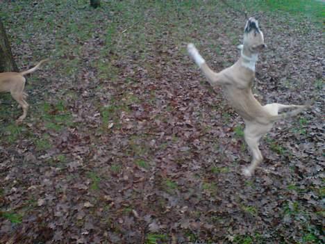 Blanding af racer Victoria - Prinsessen som skovhugger. billede 13