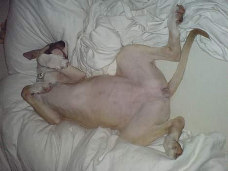 Blanding af racer Victoria - Flad ud, tak! billede 15