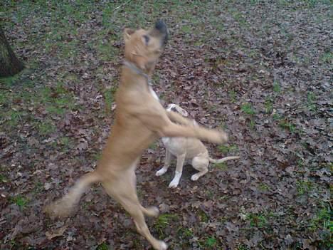 Blanding af racer Rex - Fang grenen Rex! billede 12