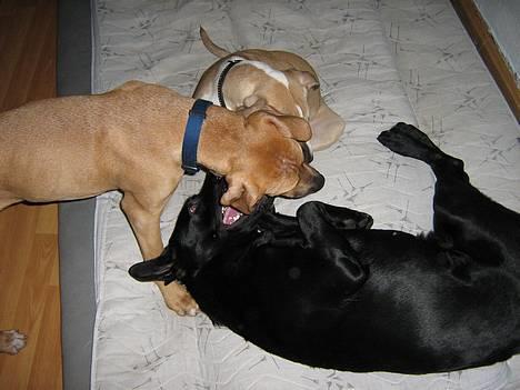 Blanding af racer Rex - Legetime hos verdens bedste Molly. billede 13