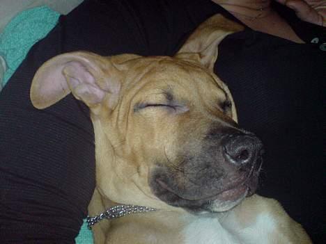 Blanding af racer Rex - Hyggestund i fasters favn på Chr. havn. billede 14