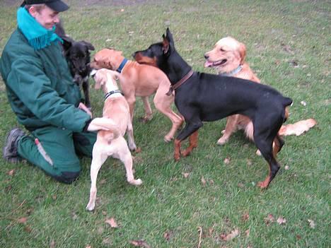 Blanding af racer Rex - Den søde gartner med godbiderne og tre af legekammeraterne fra Kgs. Have. billede 15