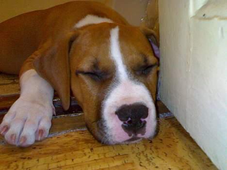 Amerikansk staffordshire terrier chico - jeg liger lige og sover billede 10