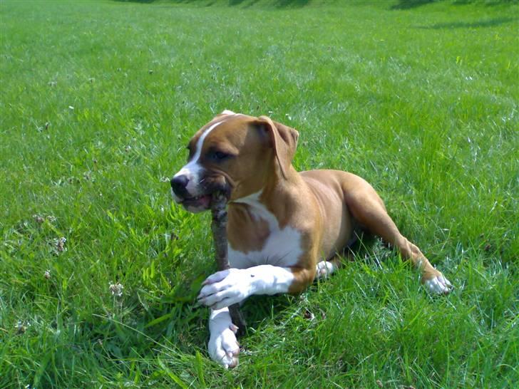 Amerikansk staffordshire terrier chico - det er mig og min onkel billede 11