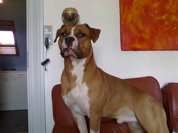 Amerikansk staffordshire terrier chico billede 12