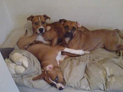 Amerikansk staffordshire terrier chico - hej det det er mig og min mor og onkel billede 13