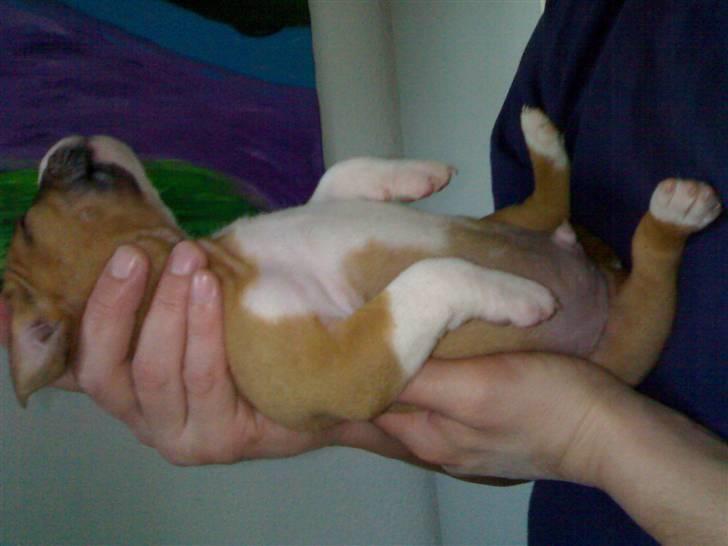 Amerikansk staffordshire terrier chico billede 14