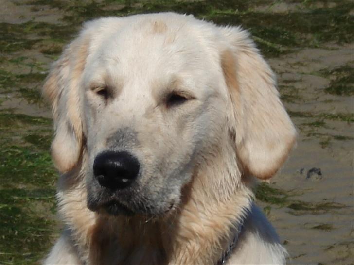 Golden retriever Lundtoftgårds Kato - skal lige tjekke den hund ud jeg ikke kender. billede 1